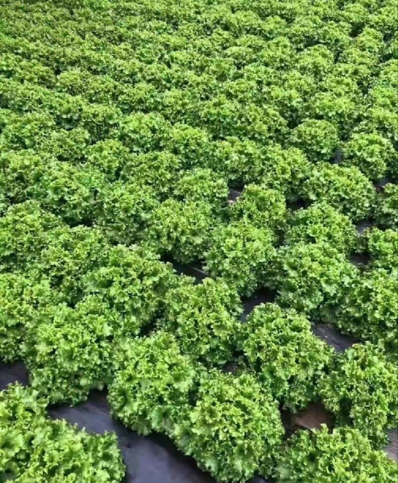 精品生菜，一手货源，品质保证，量大从优，欢迎咨询
