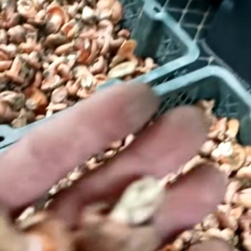 高山寒菌，懂的需要的可以来电，打听的、不懂行的勿扰