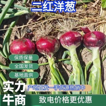 精品红皮洋葱二红红皮大量上市一手货源，产地