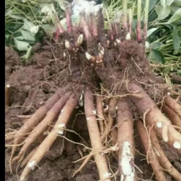 今秋大量供应芍药根