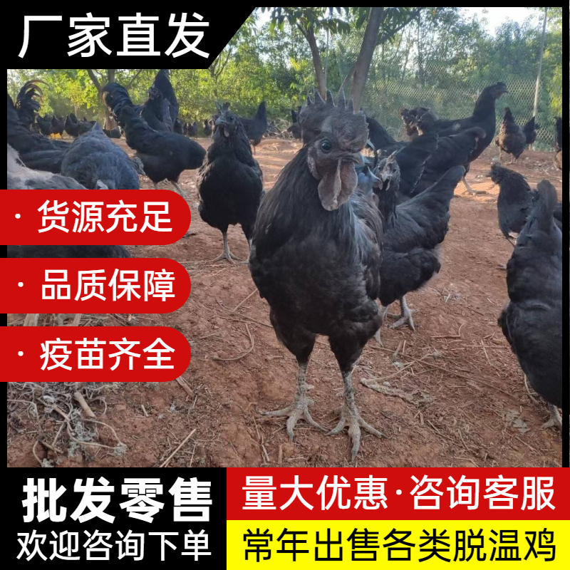 脱温鸡苗五黑鸡苗芦花鸡苗珍珠鸡苗瑶鸡苗土鸡苗各类脱温鸡苗