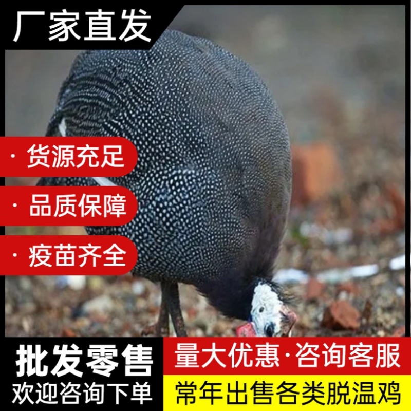脱温鸡苗五黑鸡苗芦花鸡苗珍珠鸡苗瑶鸡苗土鸡苗各类脱温鸡苗