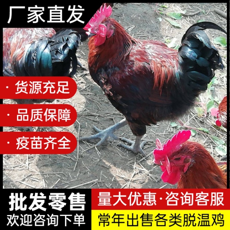 脱温鸡苗五黑鸡苗芦花鸡苗珍珠鸡苗瑶鸡苗土鸡苗各类脱温鸡苗