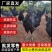 脱温鸡苗五黑鸡苗芦花鸡苗珍珠鸡苗瑶鸡苗土鸡苗各类脱温鸡苗
