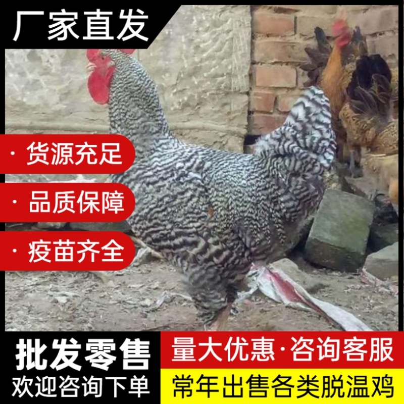 脱温鸡苗五黑鸡苗芦花鸡苗珍珠鸡苗瑶鸡苗土鸡苗各类脱温鸡苗