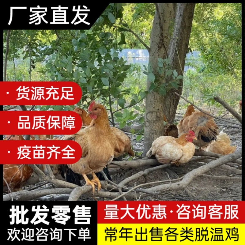 脱温鸡苗五黑鸡苗芦花鸡苗珍珠鸡苗瑶鸡苗土鸡苗各类脱温鸡苗