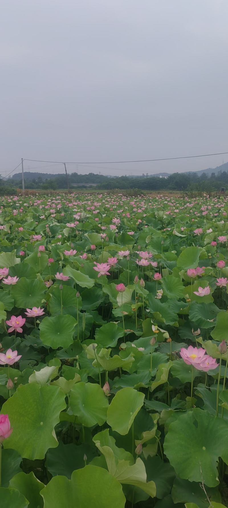2026莲蓬大量可以卖了货量有限需要提前预订哦