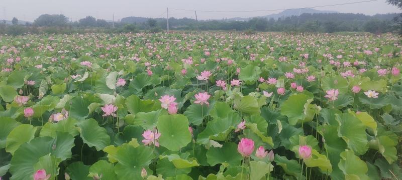 2026莲蓬大量可以卖了货量有限需要提前预订哦
