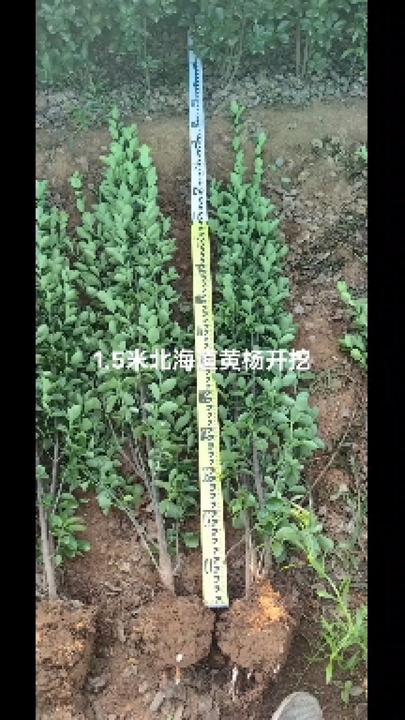 【推荐】北海道黄杨大量出售基地发货量大优惠欢迎进店联系