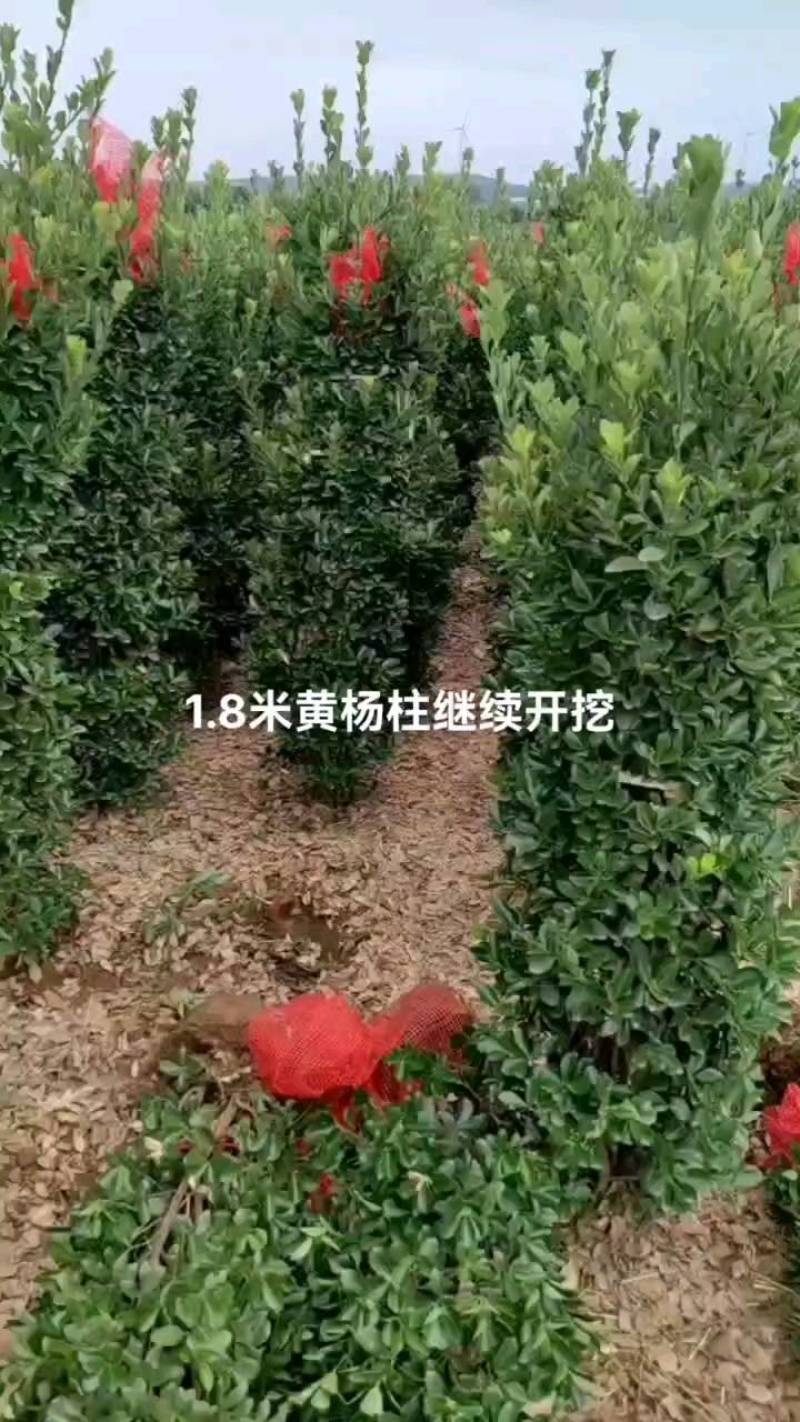 大叶黄杨柱，河南大叶黄杨，产地货源，对接大型批发