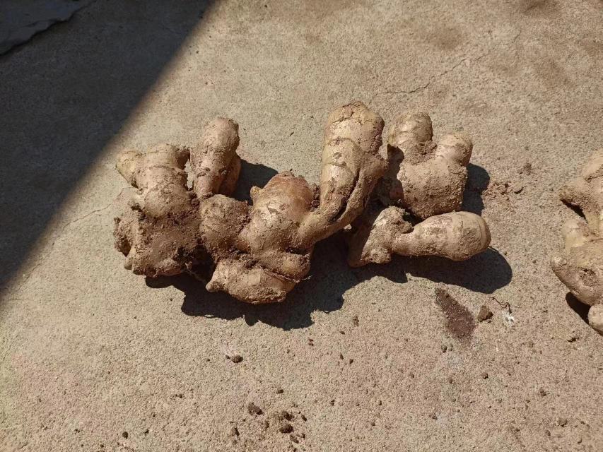 云南小黄姜主要产区地图标注