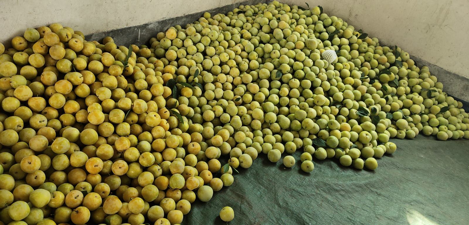 桃形李品牌化应用实景：现代化分拣车间流水线上，机械臂轻放桃形李进入光学检测通道，屏幕实时显示糖度、着色度、尺寸分级数据；背景墙印有书法体‘桃对李’三字及‘国家地理标志’徽标