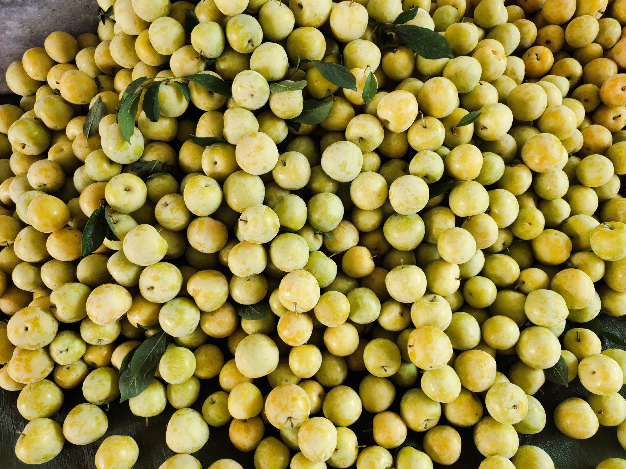 李子果实在阳光下新鲜采摘