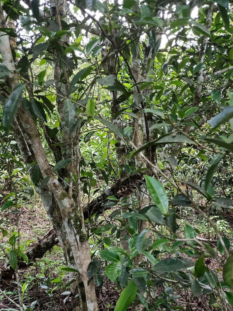 古树茶云南易武贡茶香甜润滑晒红茶，茶农批发