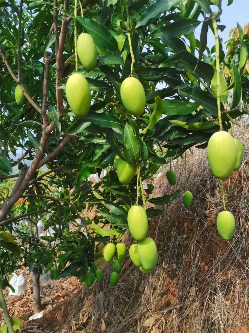 奶香味椰香芒果