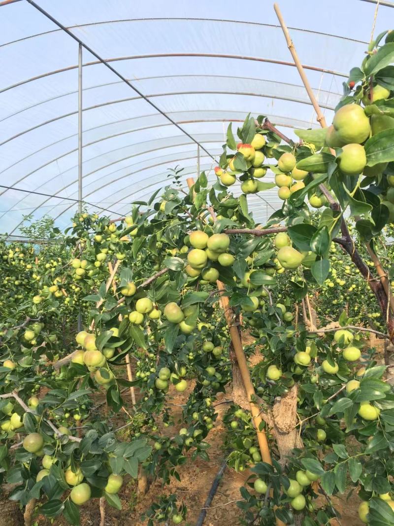 云南蒙自蟠枣，支持一件代发，大量批发，代收代发。新鲜摘果