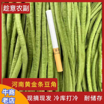 开封精品长缸豆精品长豆角河南豆角开封豆角中牟豆角可打捆定制