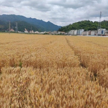 冬小麦