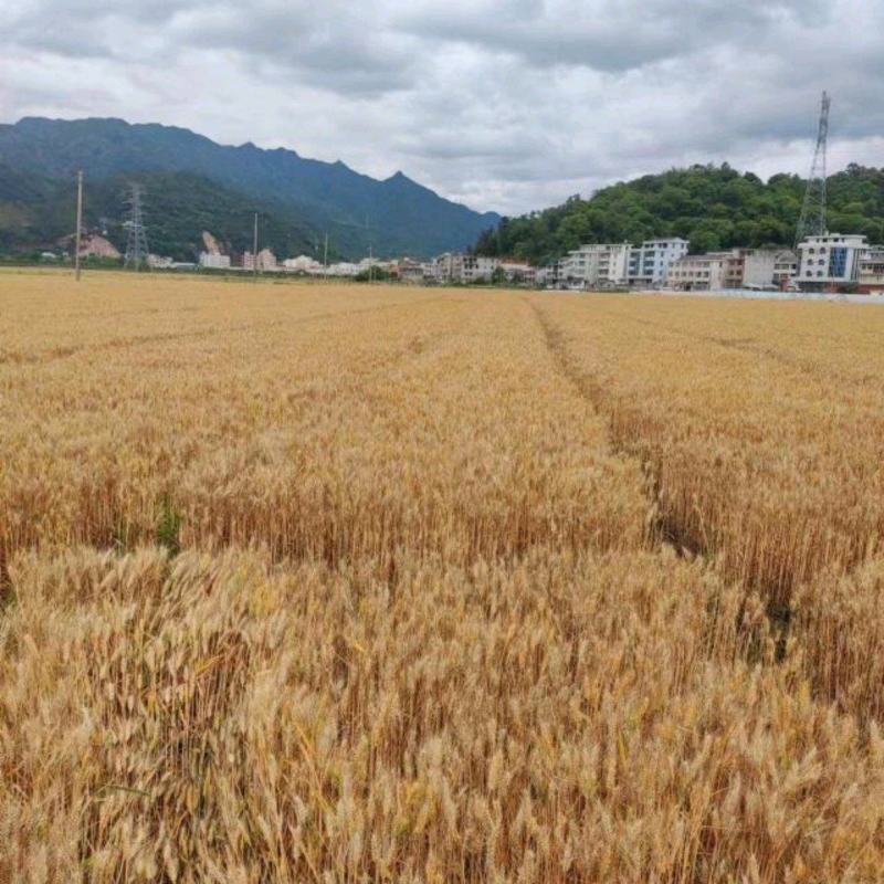 冬小麦