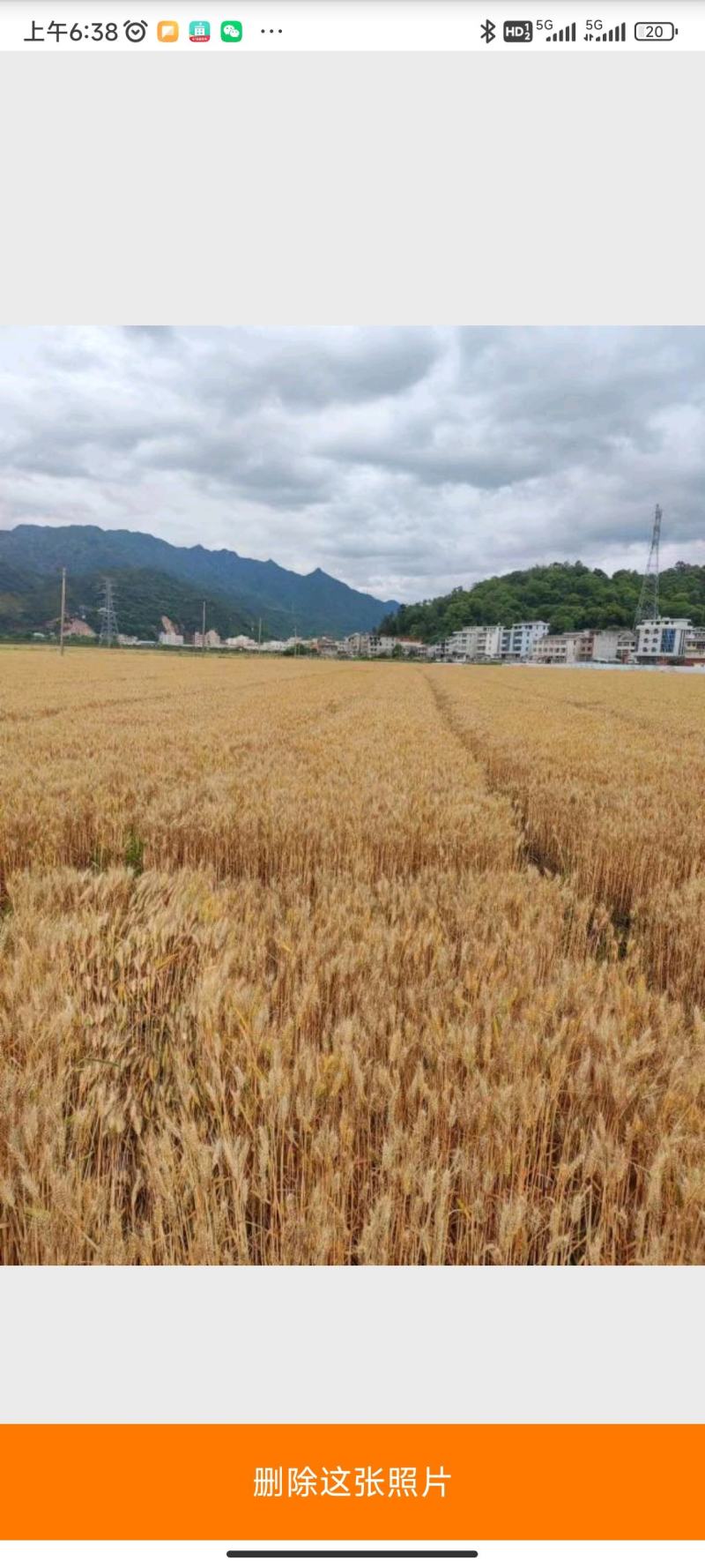 冬小麦