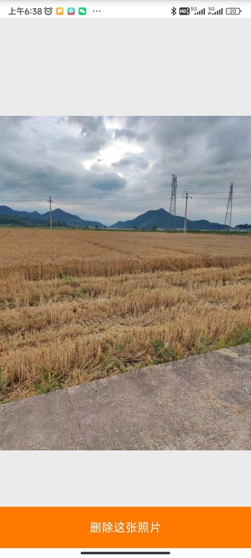 冬小麦