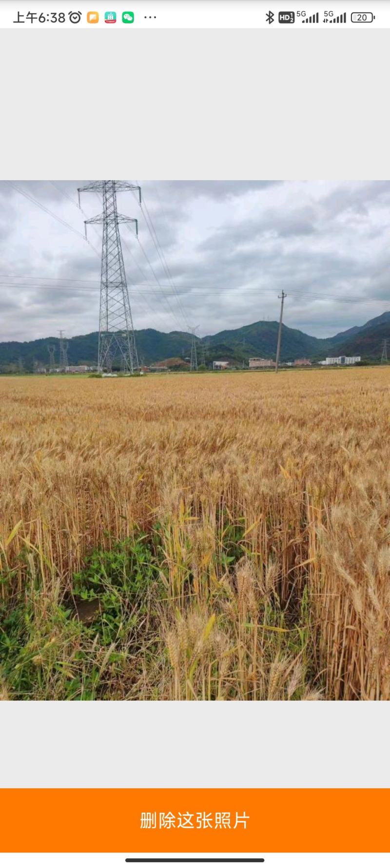 冬小麦