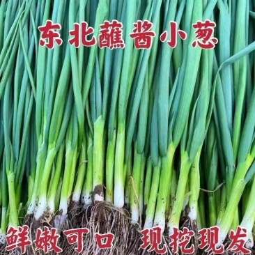 【精品】吉林香葱，大量上市，产地直发，量大优惠，欢迎合作