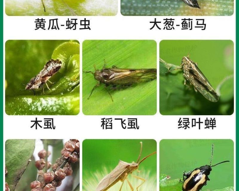荣邦40%啶虫脒水分散颗粒剂大葱黄瓜金银花蓟马蚜虫杀虫剂