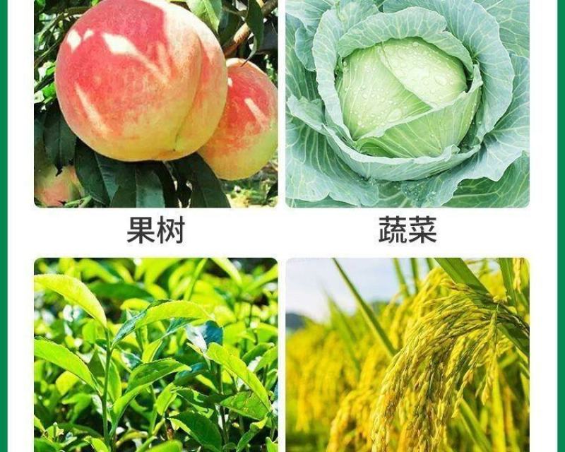 荣邦40%啶虫脒水分散颗粒剂大葱黄瓜金银花蓟马蚜虫杀虫剂