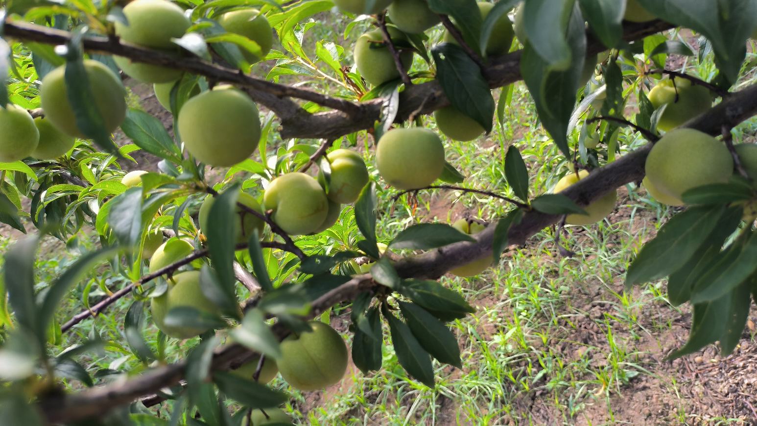 红李与黑李外观对比图