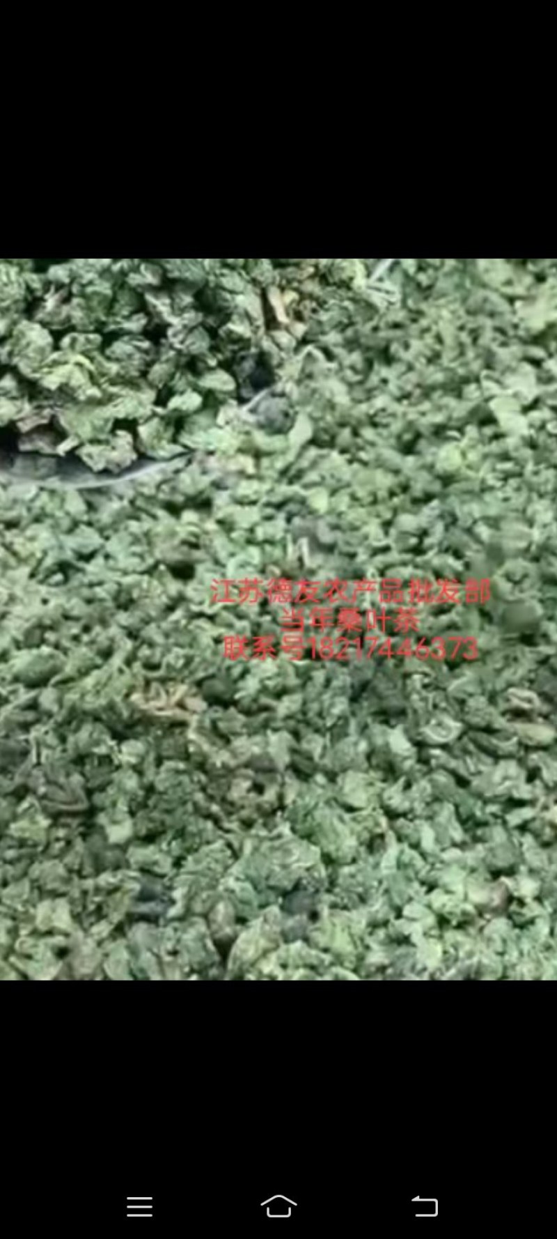 干桑叶