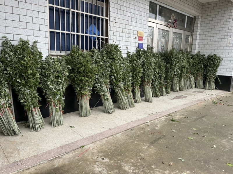 大量出售自家种的新鲜艾草