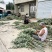 大量出售自家种的新鲜艾草