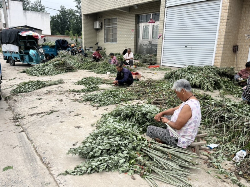 大量出售自家种的新鲜艾草