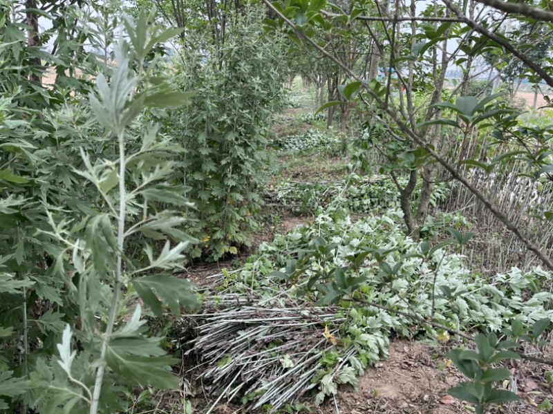 大量出售自家种的新鲜艾草