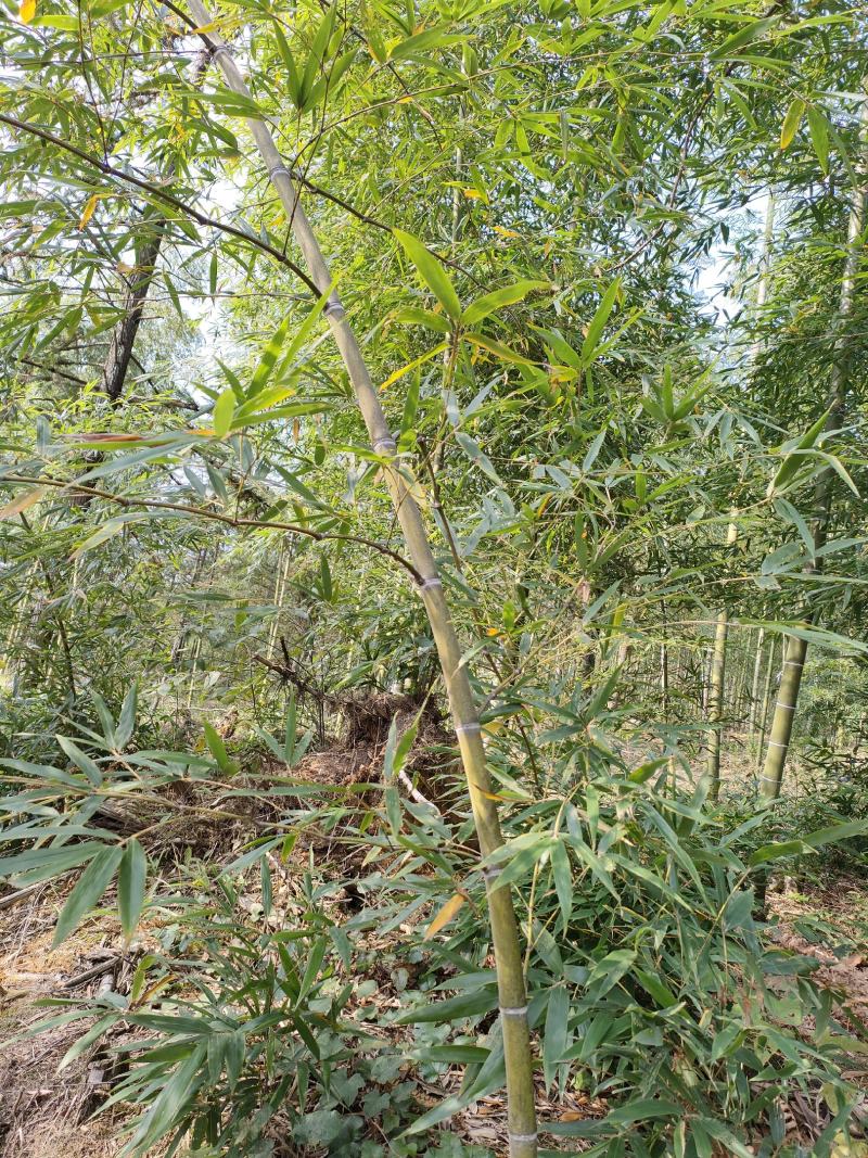 绿化竹苗，各类竹竿，各种规格都有，接受定制，欢迎咨询！