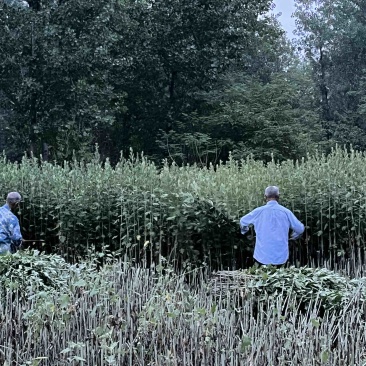 新鲜艾草，端午节小艾草