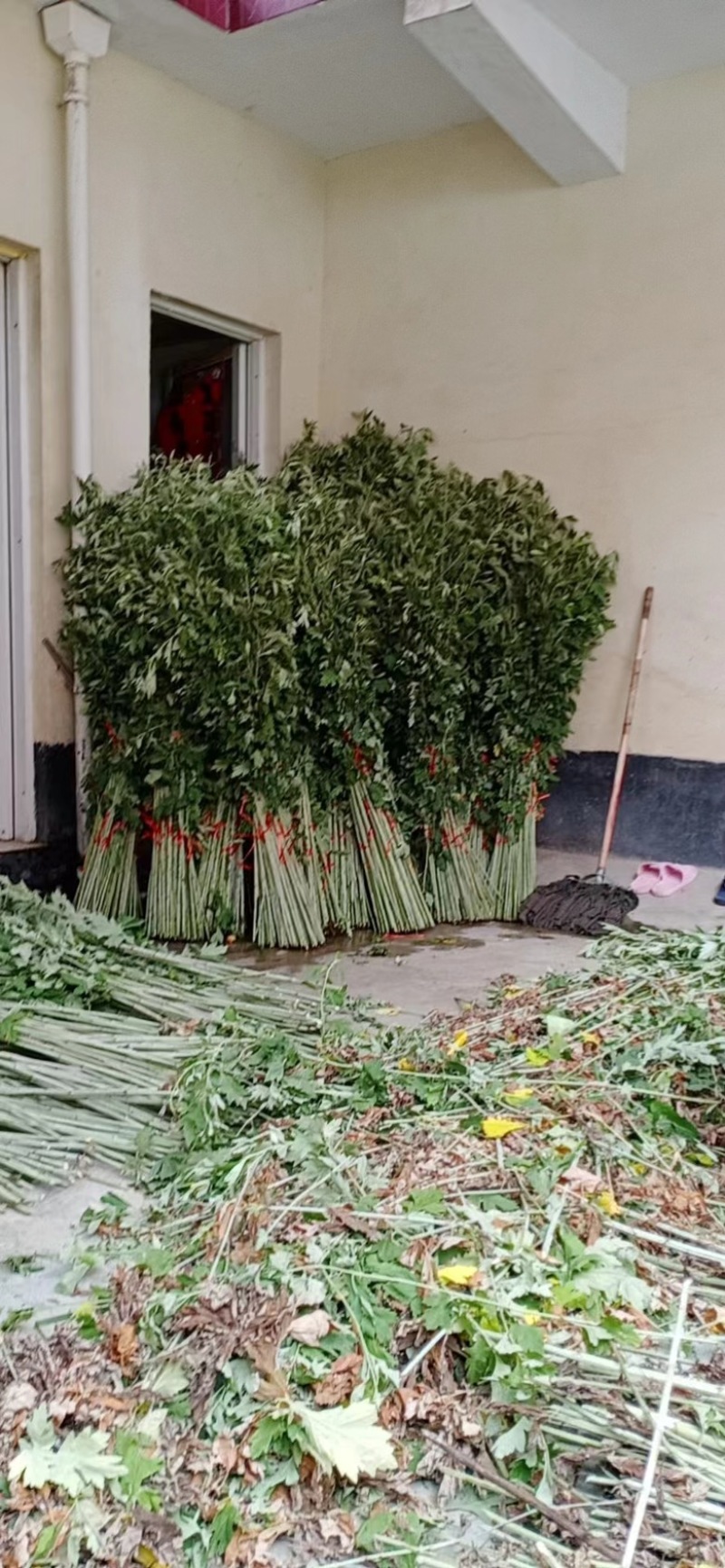 端午节艾草新鲜艾草