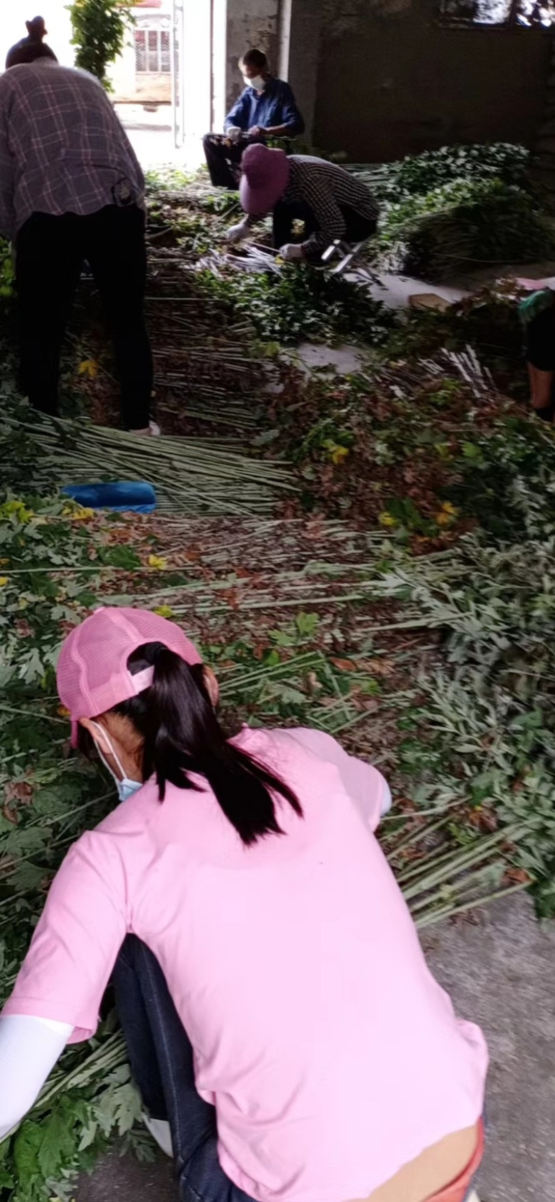 端午节艾草新鲜艾草