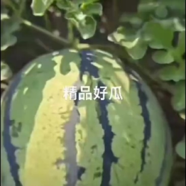 静海台头，冰糖酥小西瓜