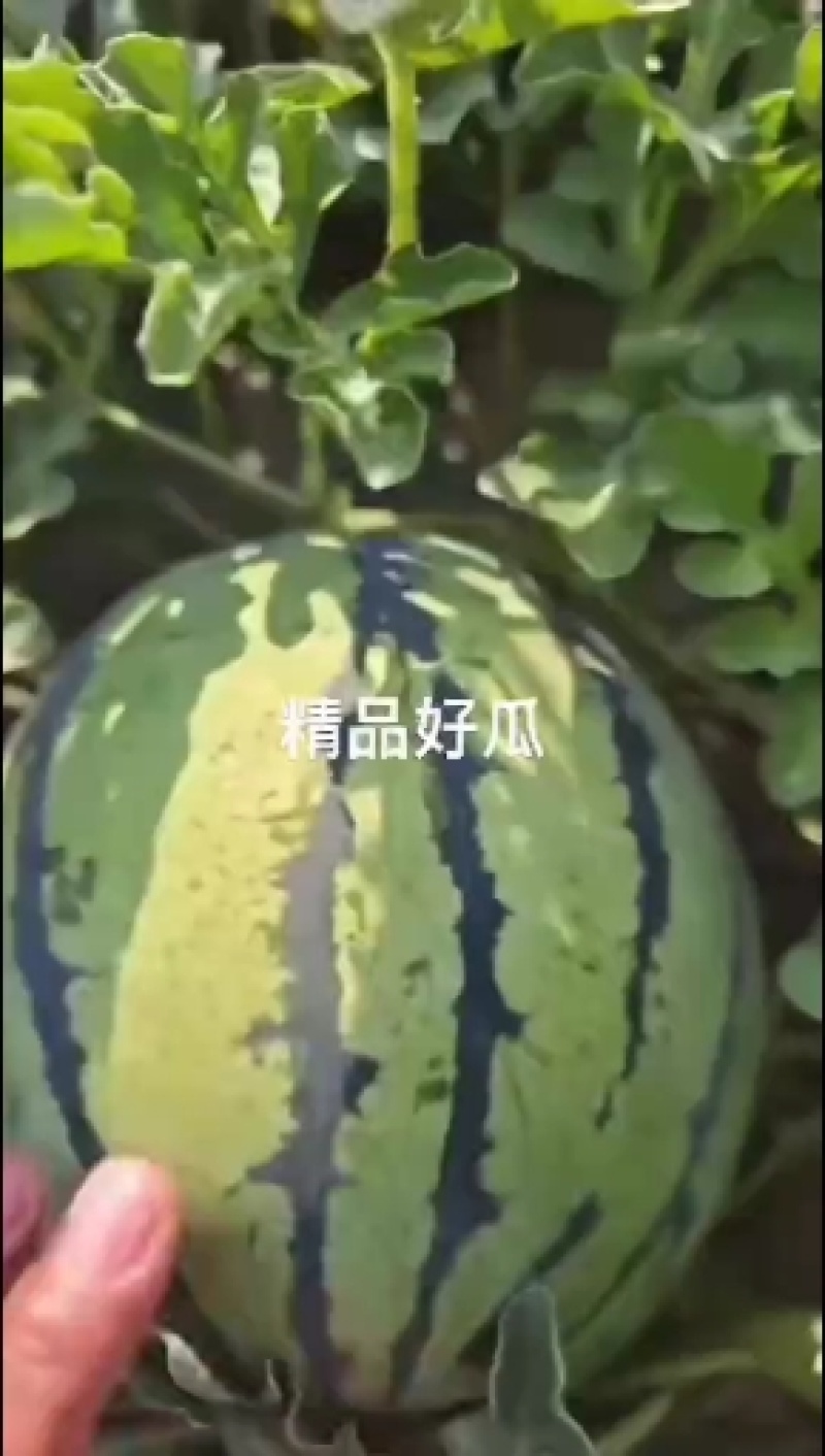 静海台头，冰糖酥小西瓜