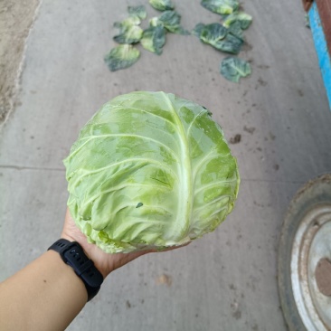 包菜包菜