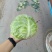 包菜包菜