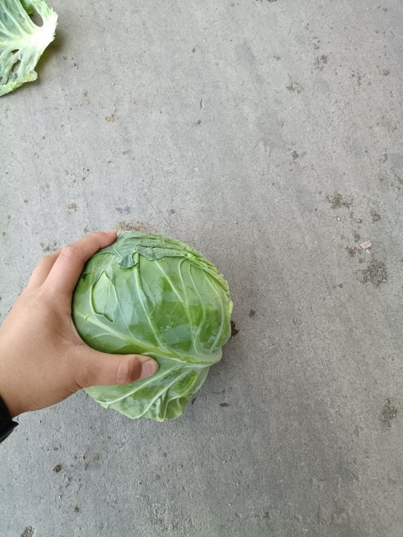包菜包菜