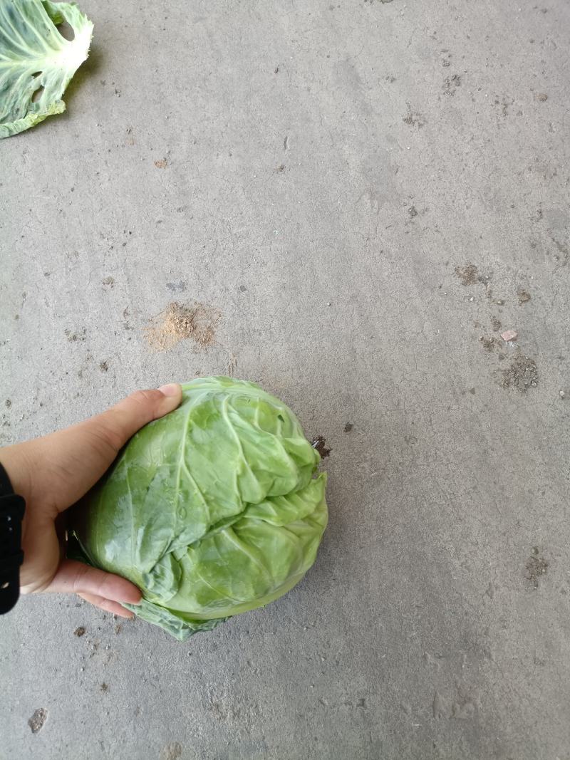 包菜包菜