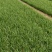 香河产地常年直供精品头茬二茬韭菜质量好价格实惠