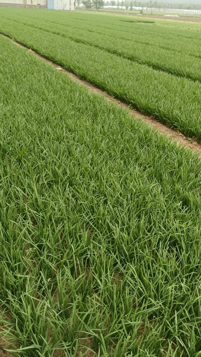 香河产地常年直供精品头茬二茬韭菜质量好价格实惠