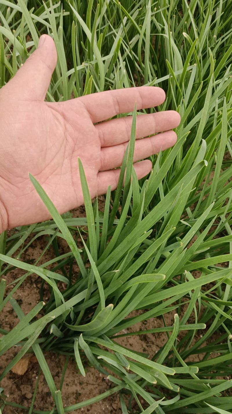 香河产地常年直供精品头茬二茬韭菜质量好价格实惠