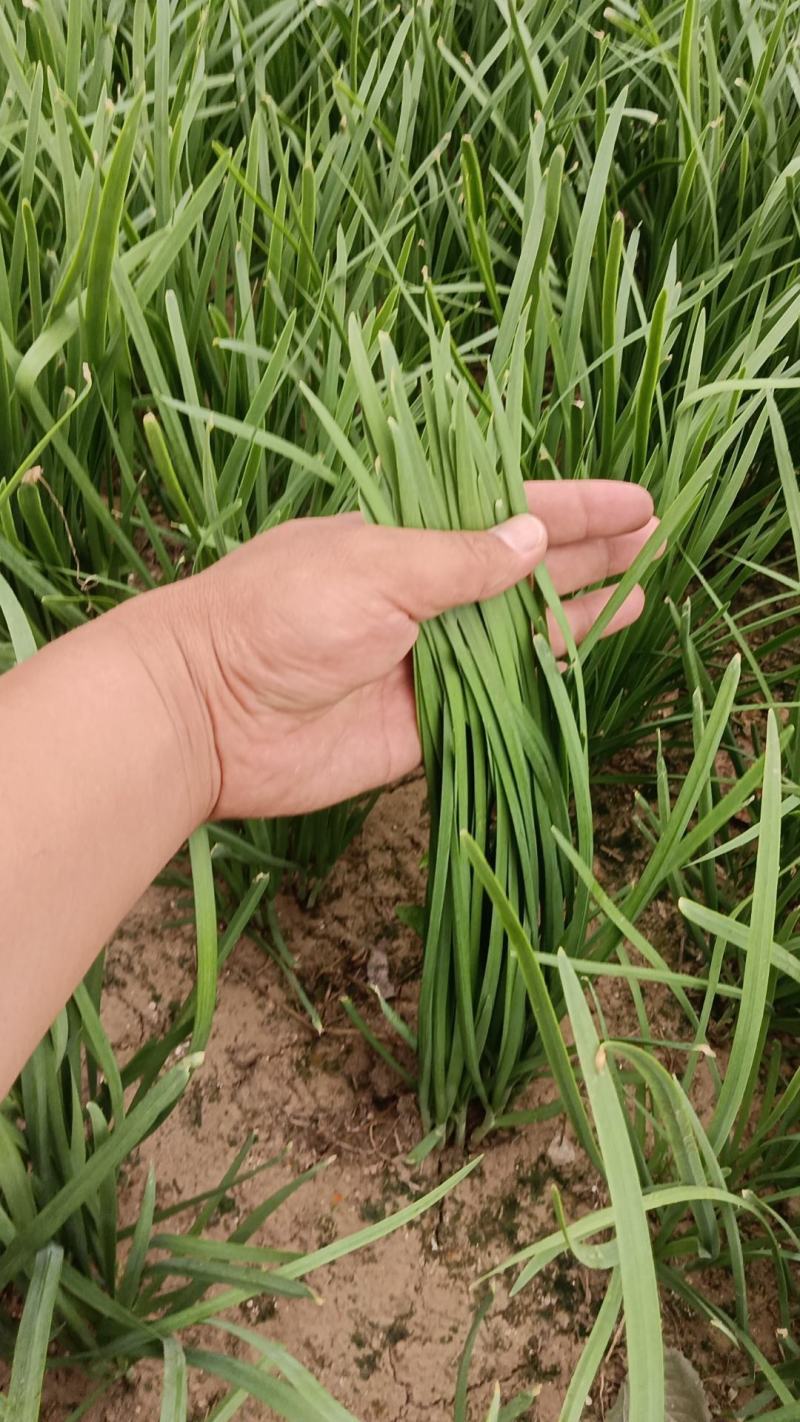 香河产地常年直供精品头茬二茬韭菜质量好价格实惠
