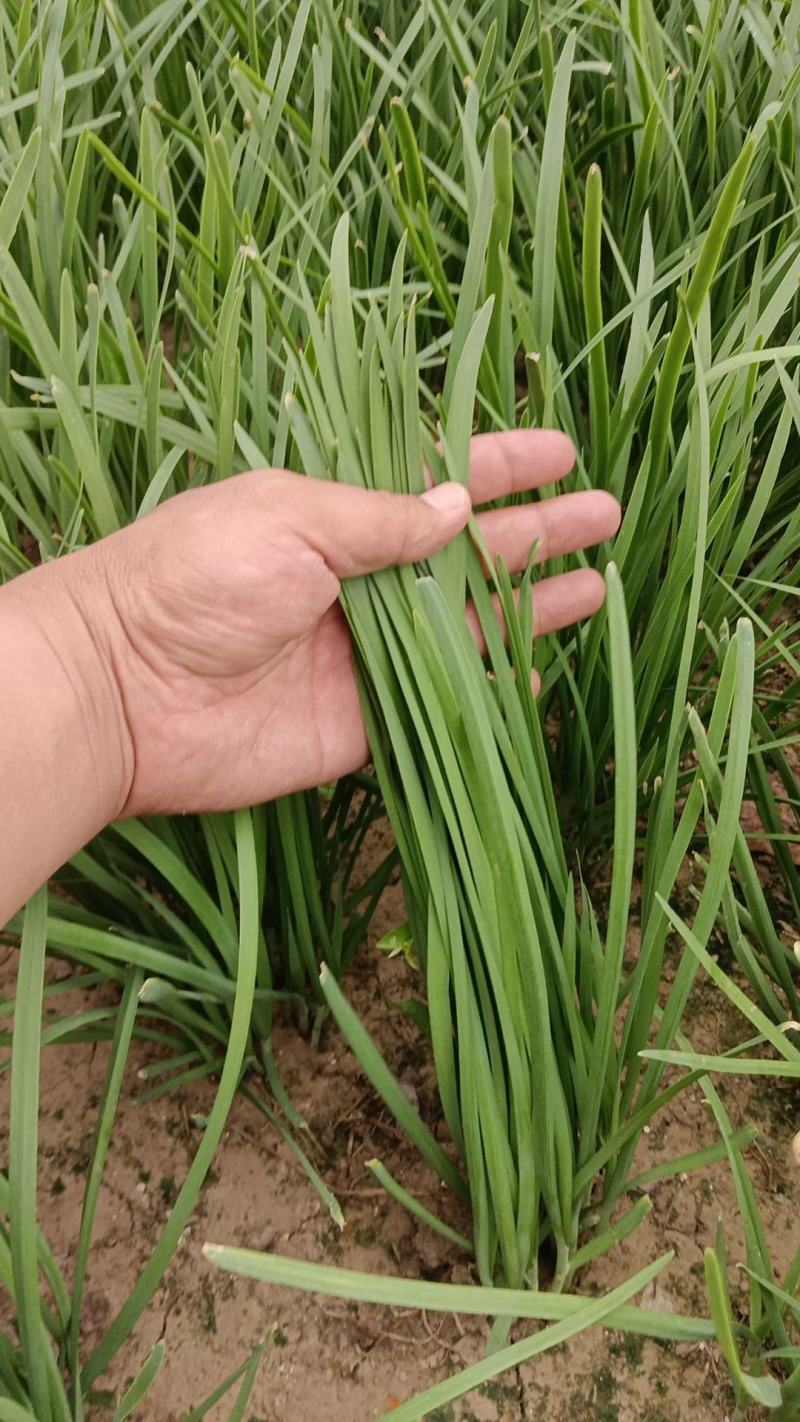 香河产地常年直供精品头茬二茬韭菜质量好价格实惠